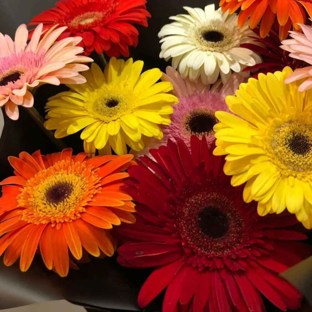 Букет цветов «Букет из 11 цветных гербер» - фото 2