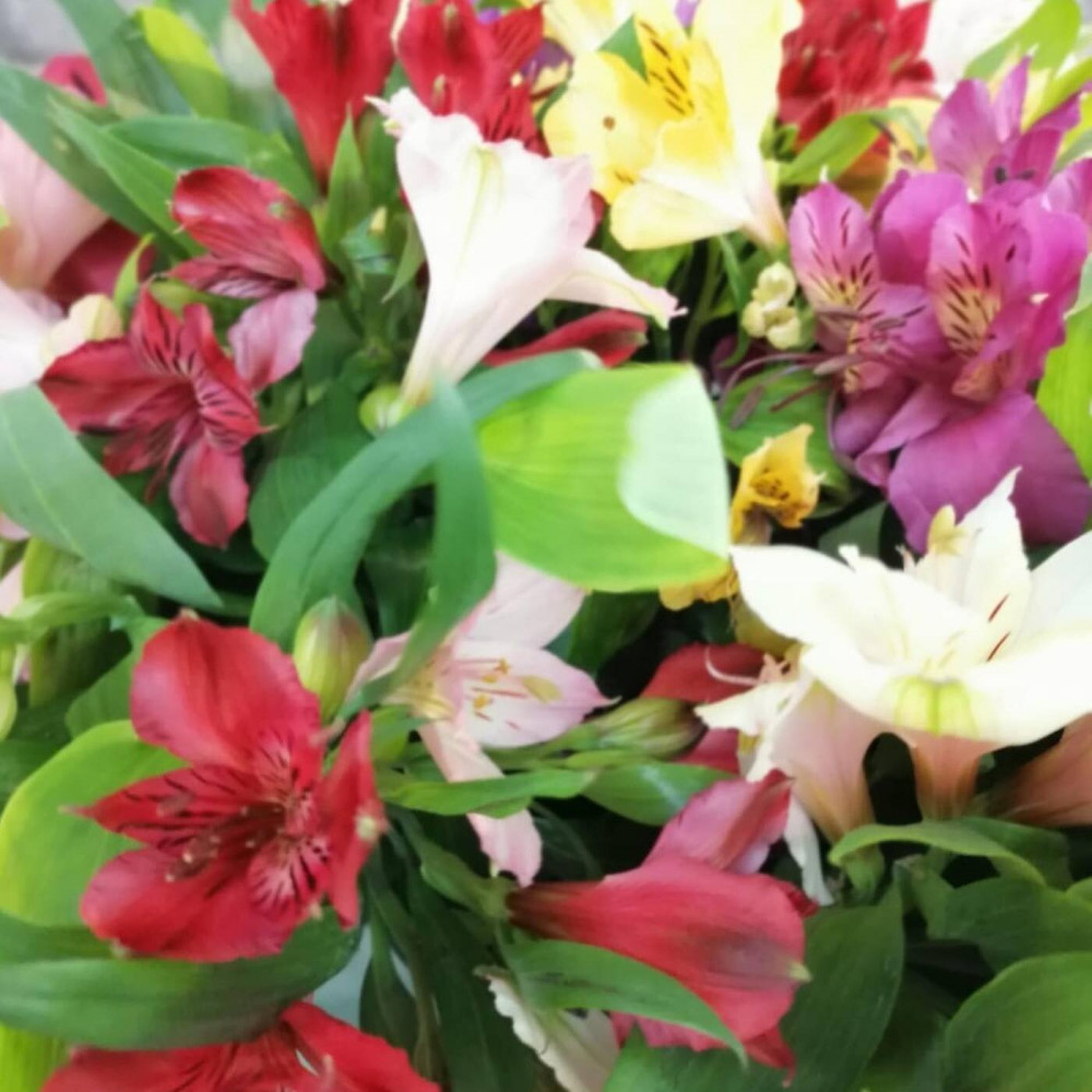 Букет цветов «Букет из 15 разноцветных альстромерий» - фото 2